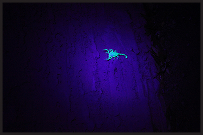 Scorpion Florescence under UV Light