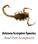Learn more about the scorpion species in Arizona