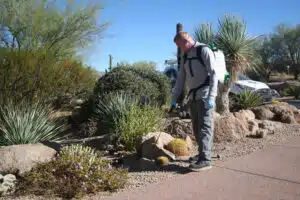 Professional scorpion control treatment being applied to landscaping in Arizona