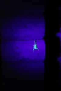 What To Do In August with scorpions
