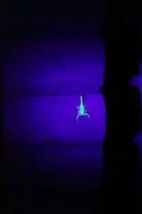 What To Do In August with scorpions