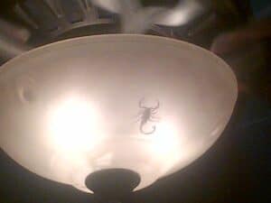 Scorpions spotted inside ceiling light fixture