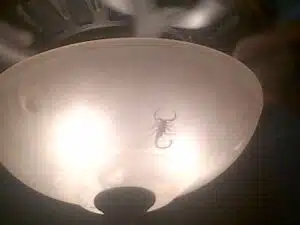 Scorpions spotted inside ceiling light fixture