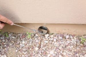Inspecting scorpions from hiding spots behind foundation trim