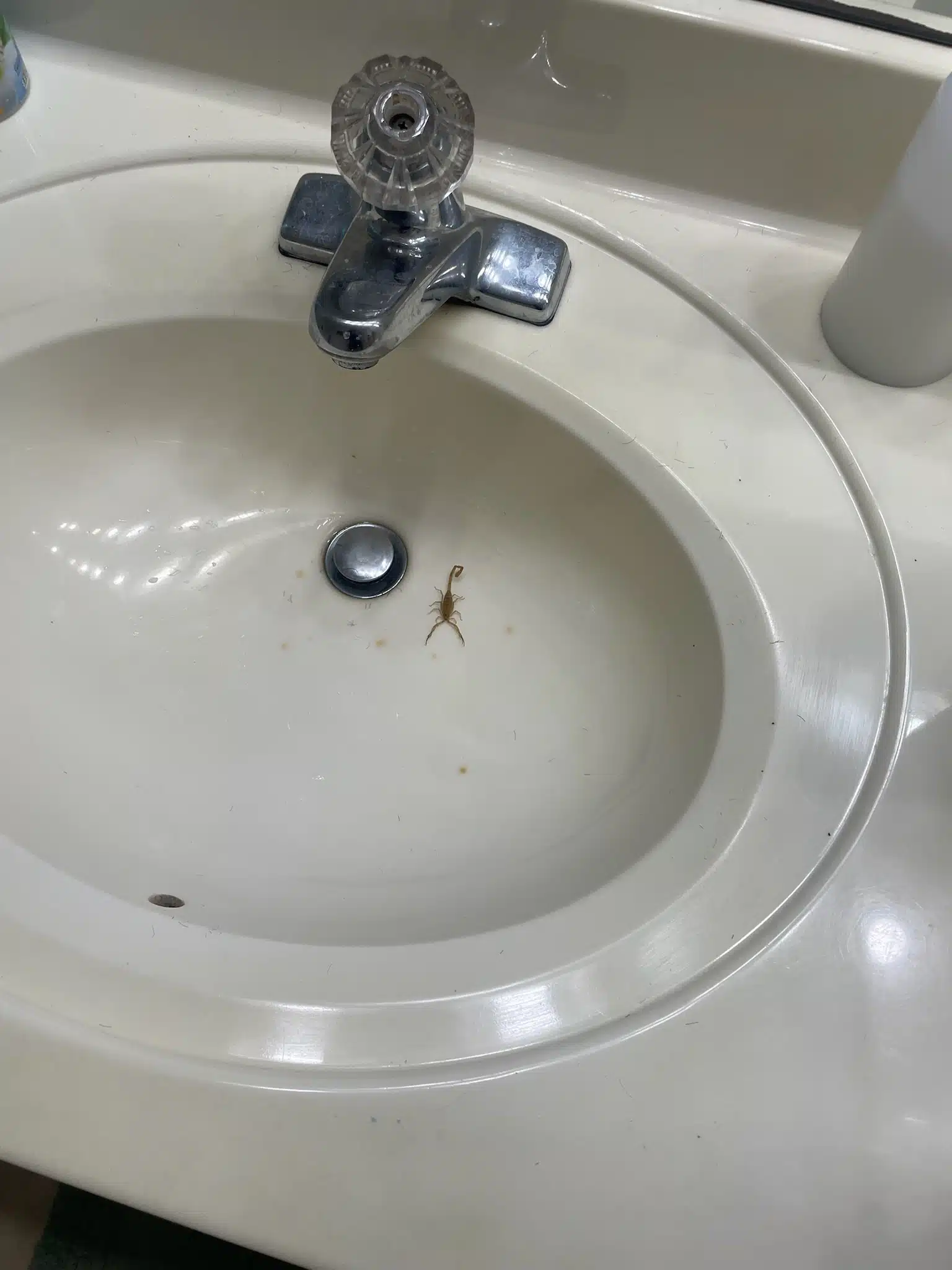 A scorpion found in a bathroom sink, highlighting ongoing pest issues despite professional pest control and sealing services
