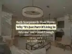 Bark Scorpions in Your Home: Why “It’s Just Part of Living in Arizona” Isn’t Good Enough