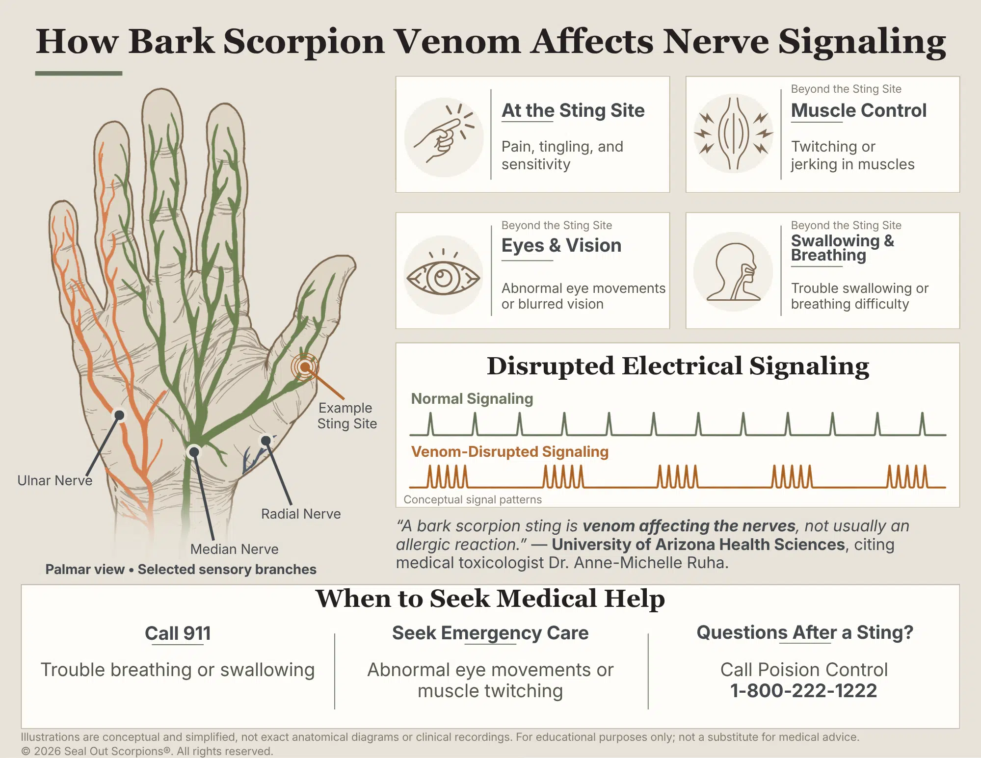 Bark Scorpion Venom Disrupting Nerve Signaling