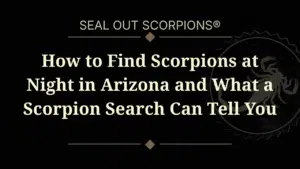 How to Find Scorpions at Night in Arizona and What a Scorpion Search Can Tell You