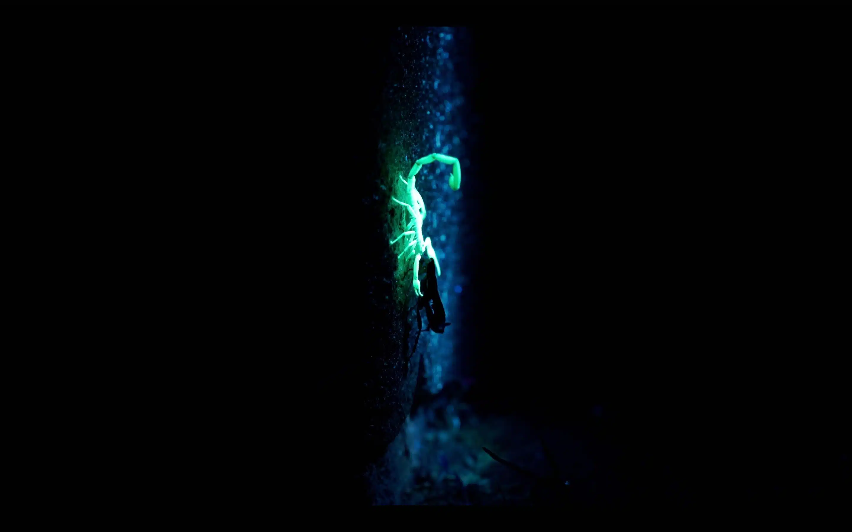 Scorpion Glowing Under Blacklight at Night